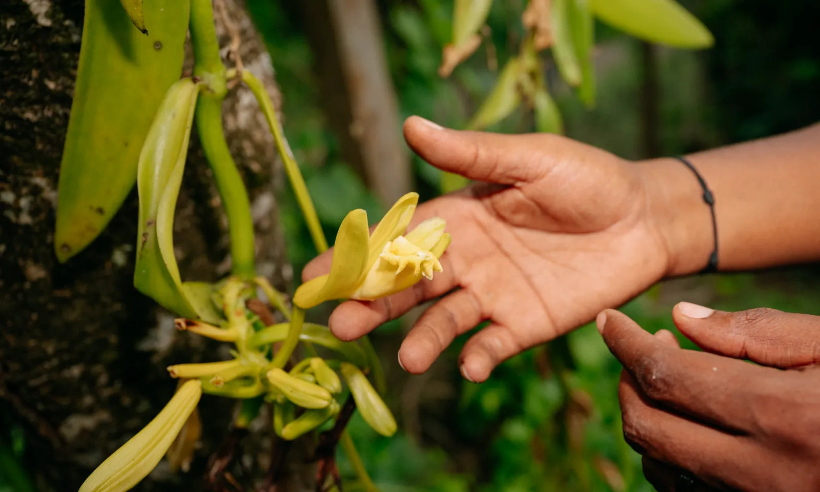 Une fleur de vanille ouverte sur sa liane, présentée dans le creux d'une main