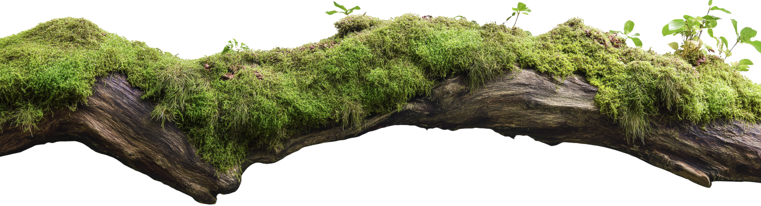 Tree branch separator